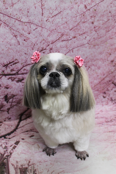 千葉県鎌ケ谷市のシーズーのトリミング画像