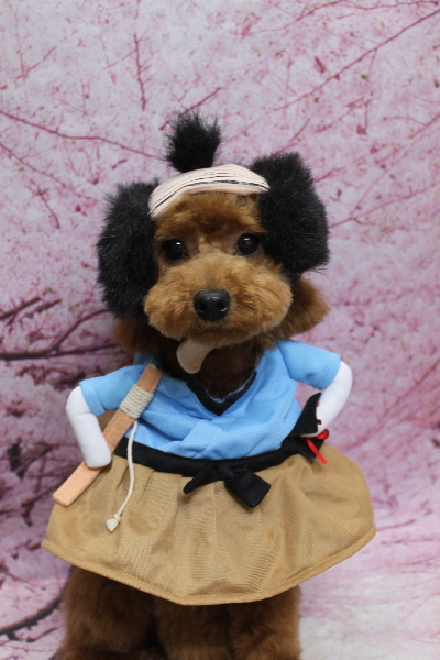 千葉県船橋市のトイプードルのトリミング画像