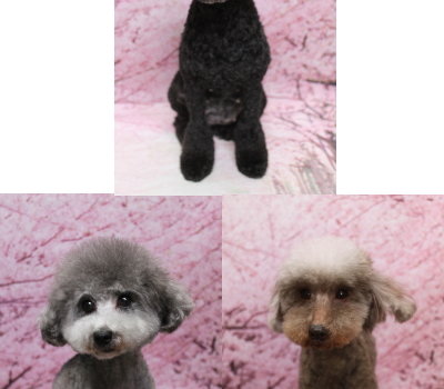 トイプードルブリーダーの成犬、トリミング画像