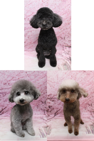 トイプードルブリーダーの成犬、トリミング画像