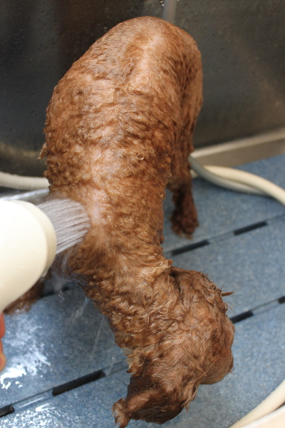 千葉県船橋市のトイプードルのオゾンシャワー画像