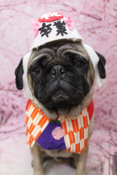 千葉県鎌ケ谷市のパグのトリミング画像