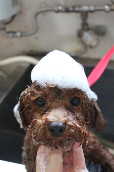 千葉県鎌ケ谷市トイプードルのシャンプー画像