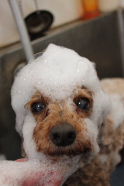 千葉県船橋市のトイプードルのシャンプー画像