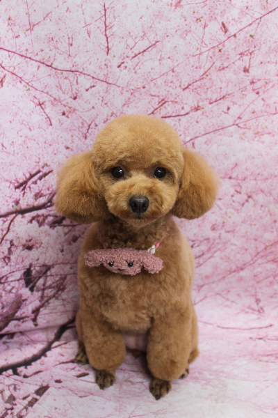 千葉県松戸市のトイプードルのトリミング画像