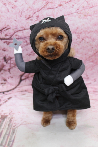 千葉県鎌ケ谷市のトイプードルのトリミング画像