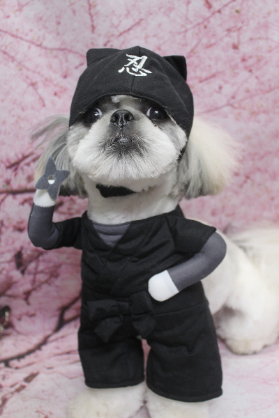 千葉県松戸市のシーズーのトリミング画像