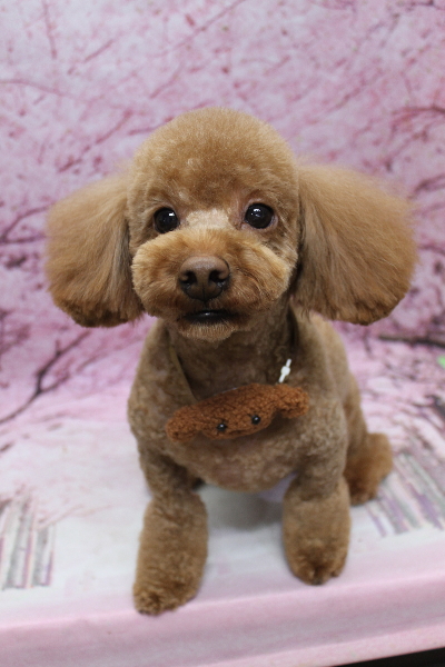 千葉県船橋市のトイプードルのトリミング画像