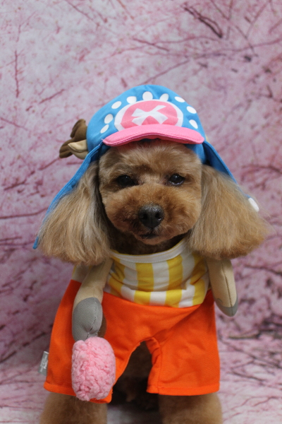 千葉県船橋市のトイプードルのトリミング画像