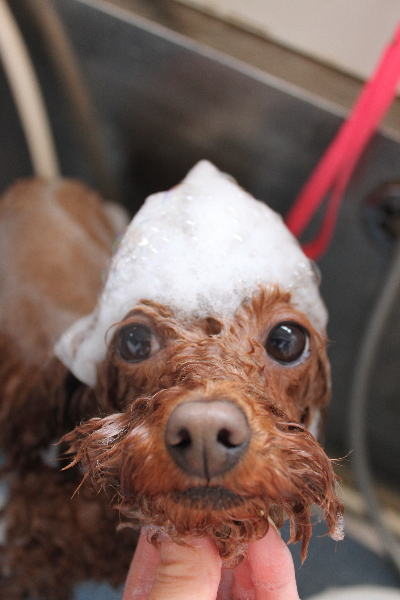 千葉県市川市のトイプードルのシャンプー画像