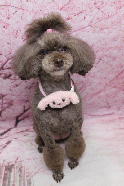 千葉県柏市のトイプードルのトリミング画像