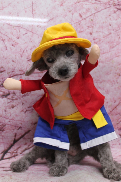 千葉県船橋市のトイプードルのトリミング画像