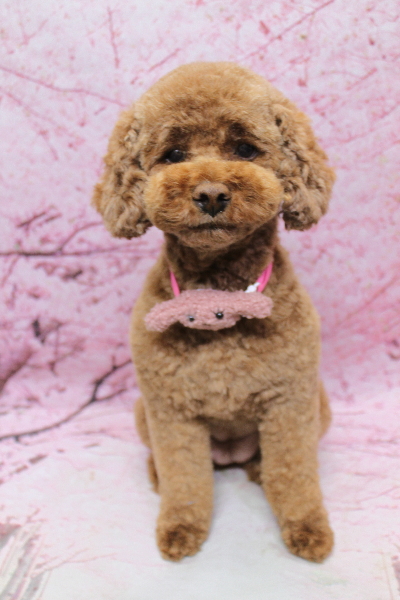 千葉県鎌ケ谷市トイプードルのトリミング画像