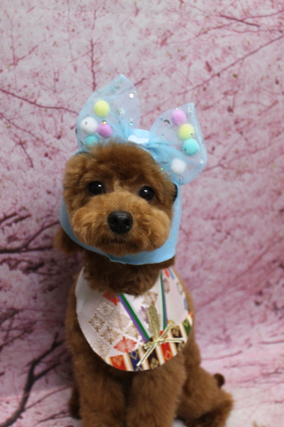 千葉県船橋市のトイプードルのトリミング画像