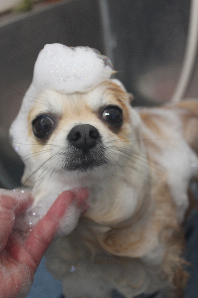 千葉県船橋市のミックス犬のシャンプー画像