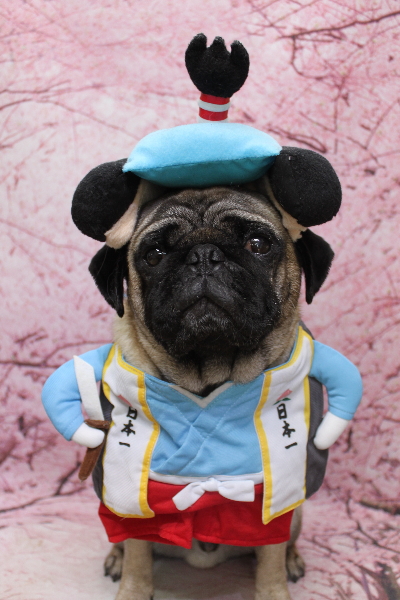 千葉県鎌ケ谷市のパグのトリミング画像