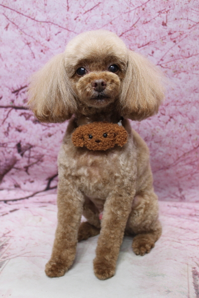 千葉県船橋市のトイプードルのトリミング画像