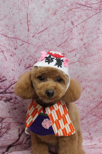 千葉県松戸市のトイプードルのトリミング画像