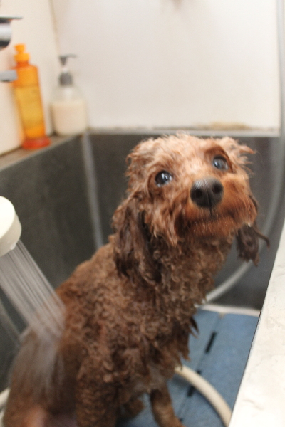 千葉県鎌ヶ谷市のトイプードルのオゾンシャワー画像