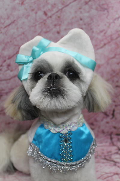 千葉県松戸市のシーズーのトリミング画像