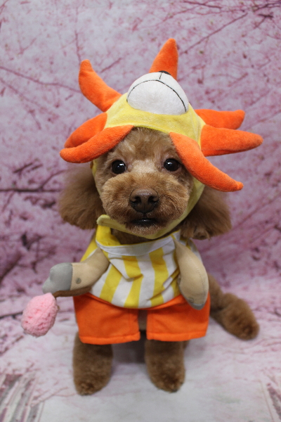 千葉県船橋市のトイプードルのトリミング画像