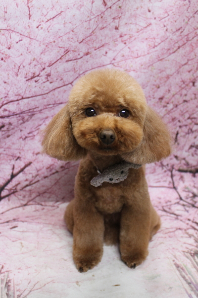 千葉県市川市のトイプードルのトリミング画像