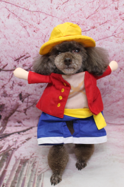 千葉県柏市のトイプードルのトリミング画像