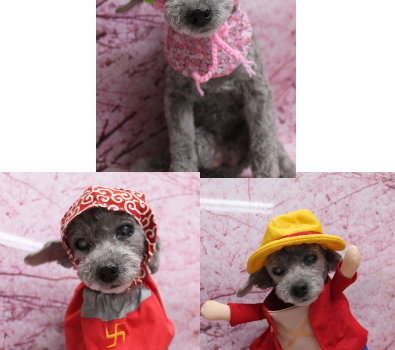 千葉県船橋市のトイプードルのトリミング画像