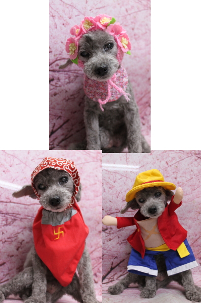 千葉県船橋市のトイプードルのトリミング画像