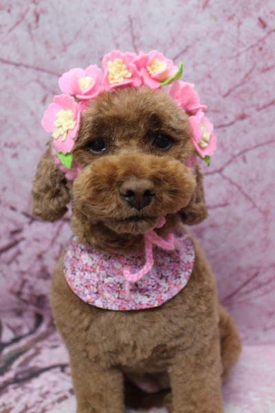 千葉県鎌ケ谷市トイプードルのトリミング画像