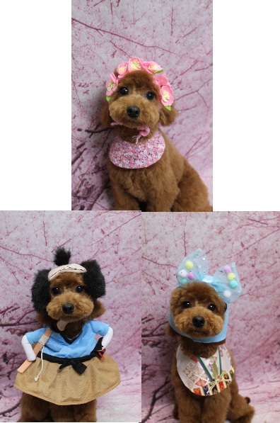 千葉県船橋市のトイプードルのトリミング画像