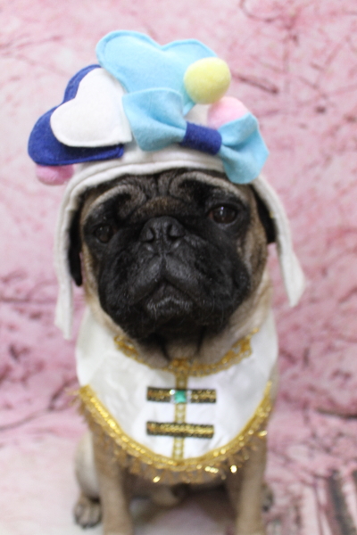 千葉県鎌ケ谷市のパグのトリミング画像