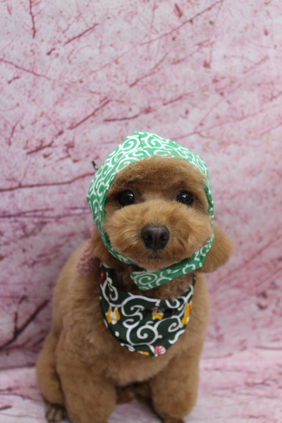 千葉県松戸市のトイプードルのトリミング画像