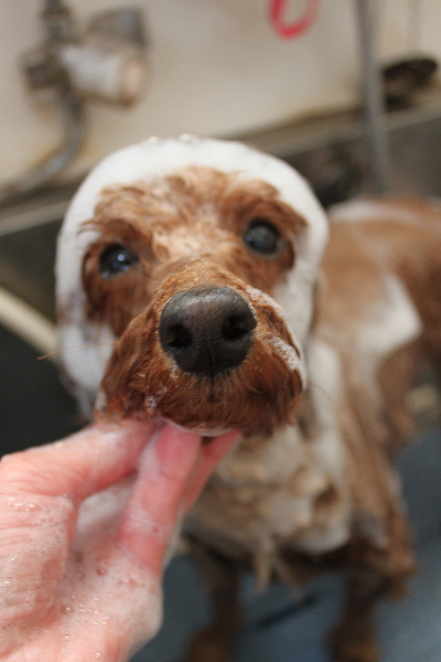 千葉県鎌ヶ谷市のトイプードルのシャンプー画像