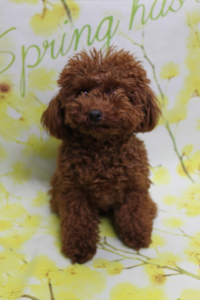 千葉県八千代市のトイプードルのトリミング前画像