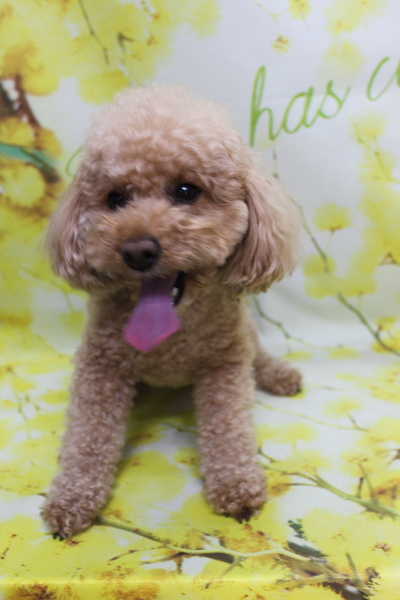 千葉県佐倉市のトイプードルのトリミング前画像