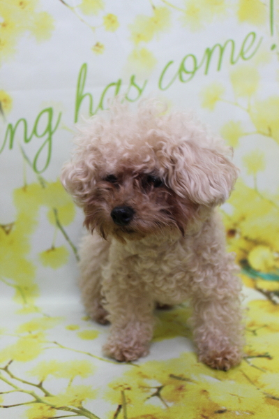 千葉県鎌ケ谷市のトイプードルトリミング前画像