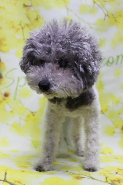 千葉県松戸市のトイプードルのトリミング前画像