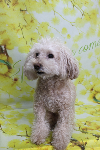 千葉県鎌ケ谷市のトイプードルのトリミング前画像