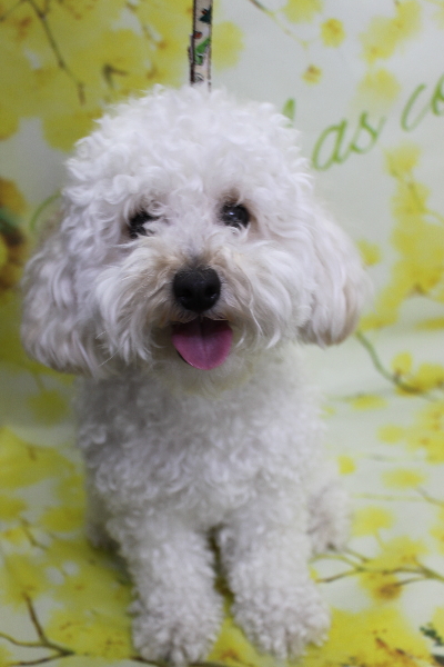 千葉県松戸市のトイプードルのトリミング前画像
