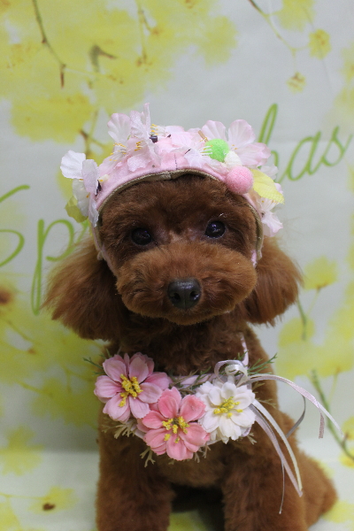 千葉県八千代市のトイプードルのトリミング画像