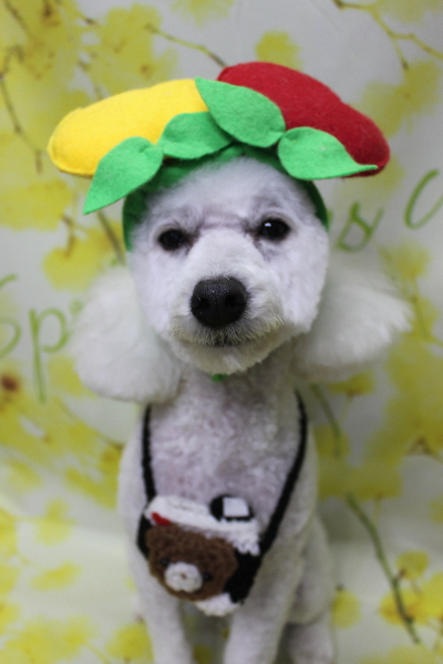 千葉県船橋市のトイプードルのトリミング画像