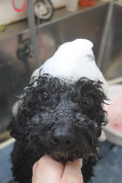 千葉県鎌ヶ谷市のトイプードルのシャンプー画像