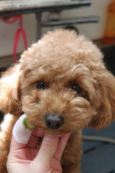 千葉県松戸市のトイプードルの歯磨き画像