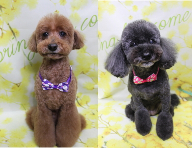 千葉県印西市のトイプードルのトリミング画像