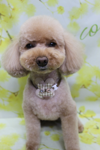 千葉県佐倉市のトイプードルのトリミング画像