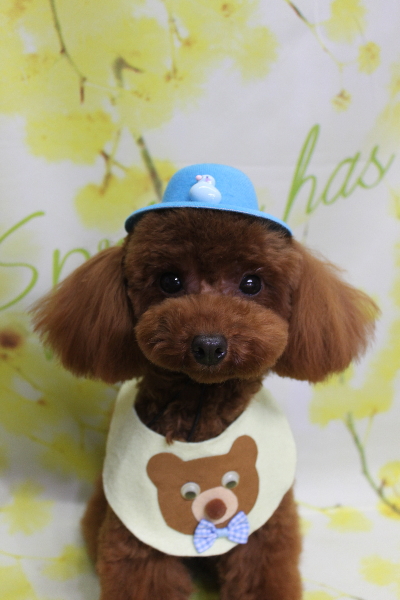 千葉県八千代市のトイプードルのトリミング画像