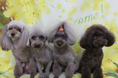 千葉県船橋市のトイプードルのトリミング画像