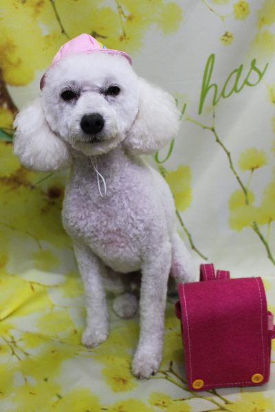 千葉県船橋市のトイプードルのトリミング画像