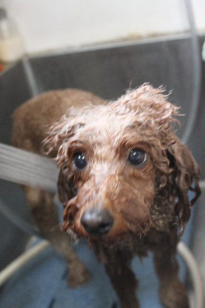 千葉県鎌ヶ谷市のトイプードルのオゾンシャワー画像